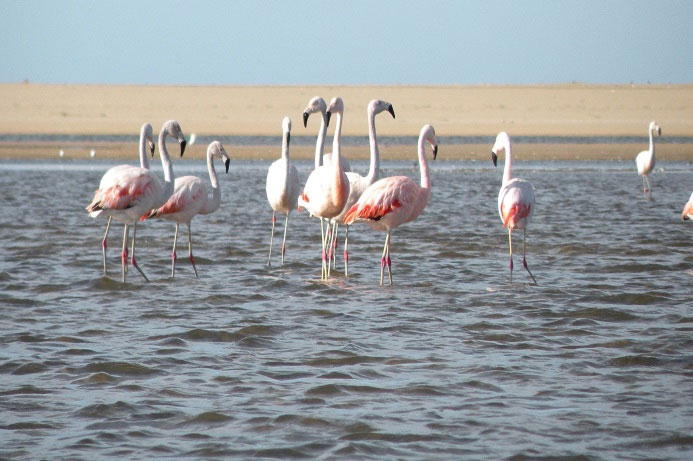 flamencos