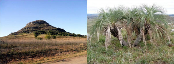Cerro Miriñaque y Palmeras Butia enanas